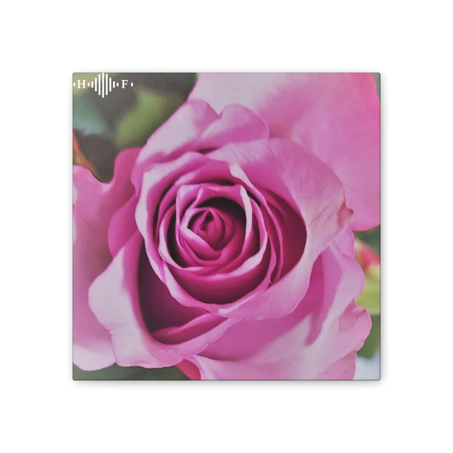 Pink Rose - Canvas Stretched, 0.75"
